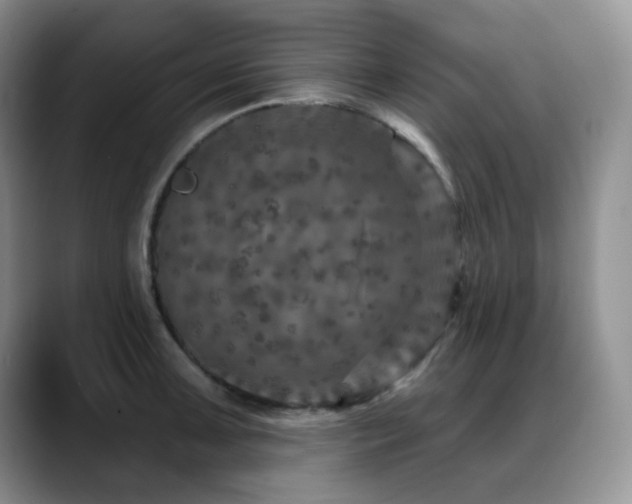 X0000088851091200706081130
