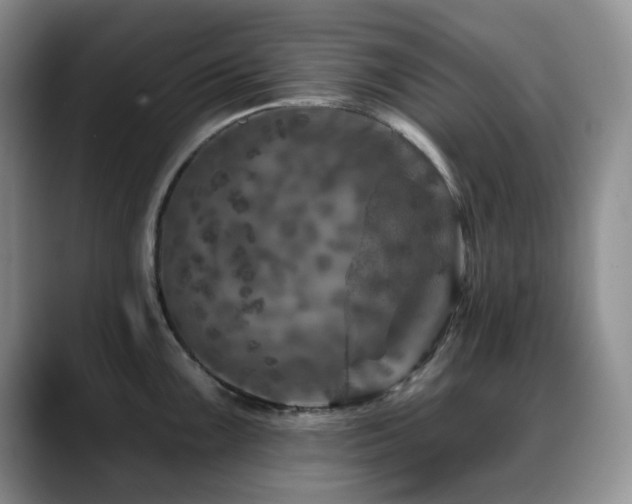 X0000088851099200706081130