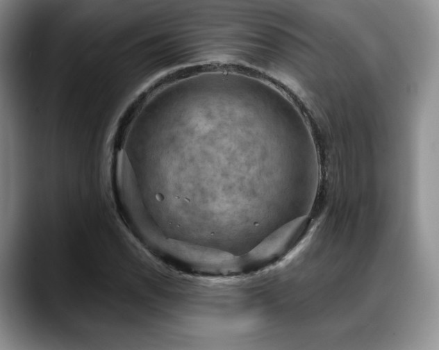 X0000088851118200706081130