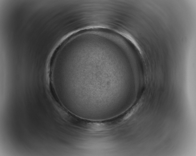 X0000088851124200706081130