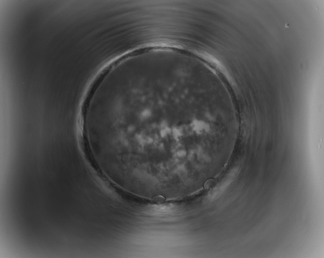 X0000088851125200706081130