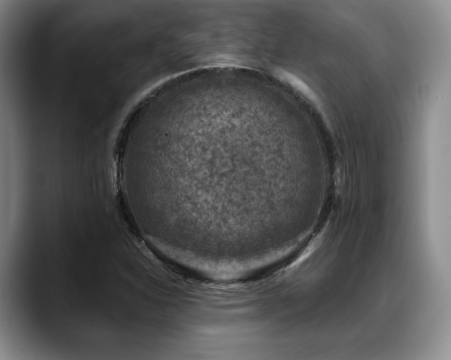 X0000088851310200706081127