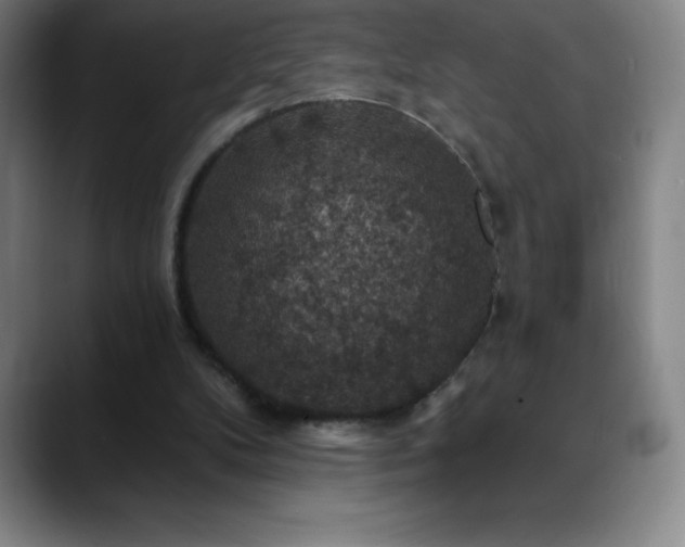 X0000088850104200706151724