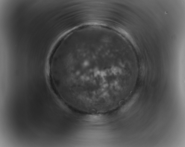 X0000088851125200706151712