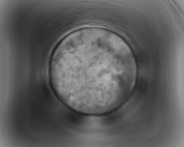 X0000088851514200706151708