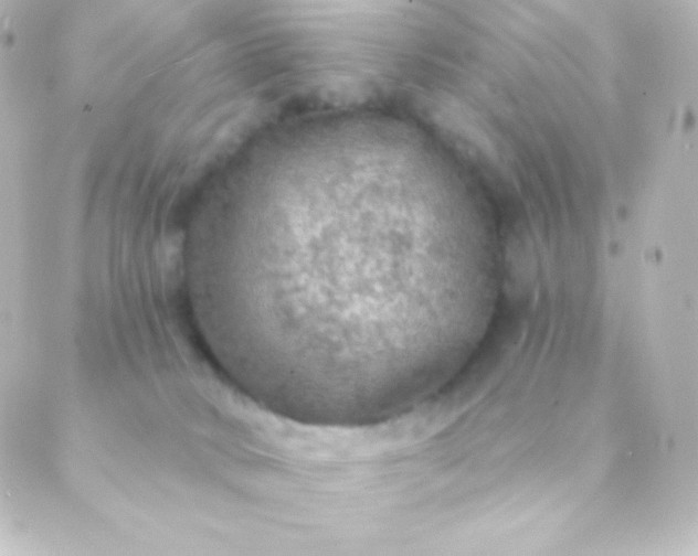 X0000088850034200706221711