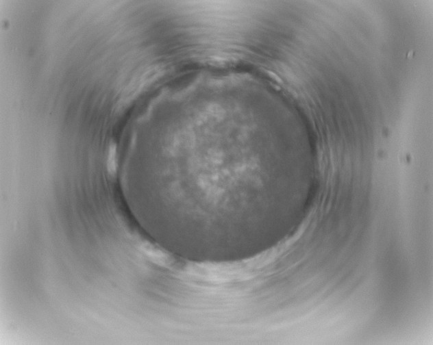 X0000088850041200706221711