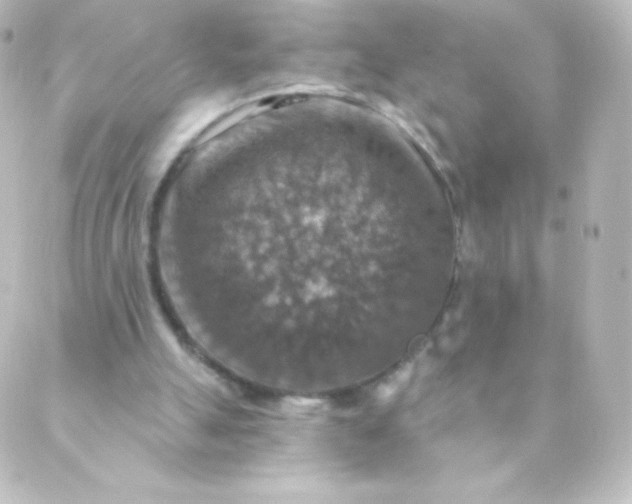 X0000088850055200706221710