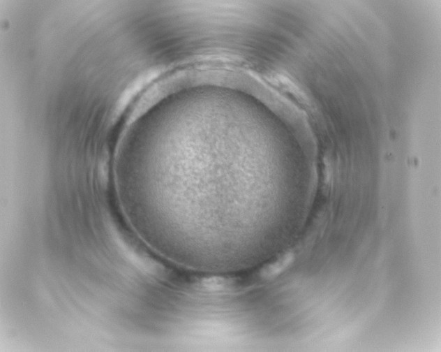 X0000088850064200706221710