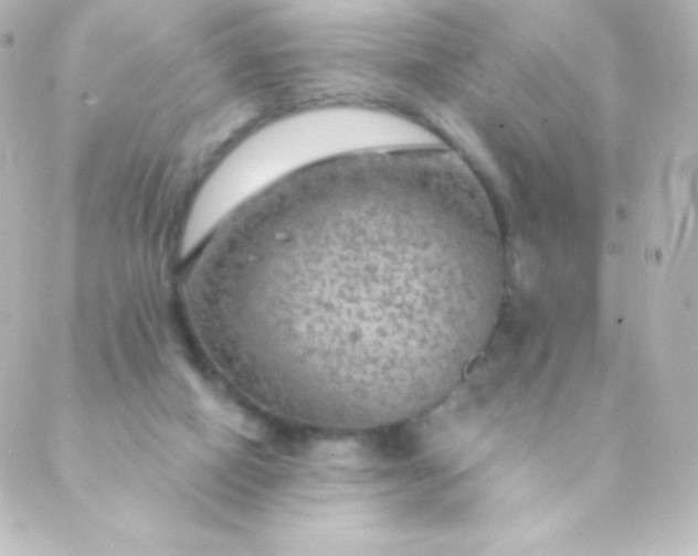 X0000088850066200706221710