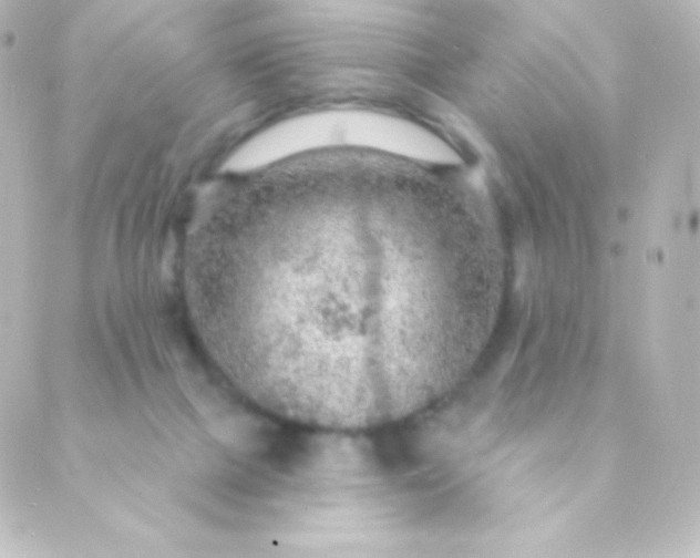 X0000088850073200706221710