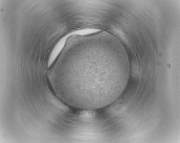 X0000088850077200706221710