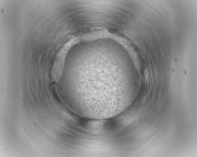 X0000088850084200706221711