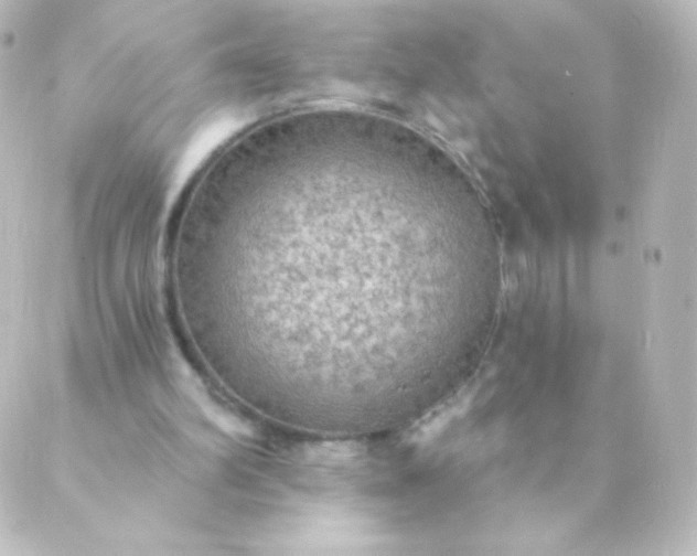 X0000088850102200706221710