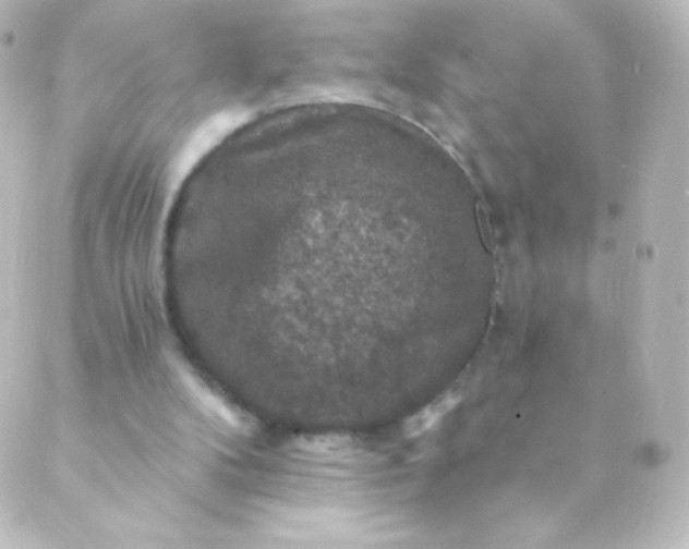 X0000088850104200706221710