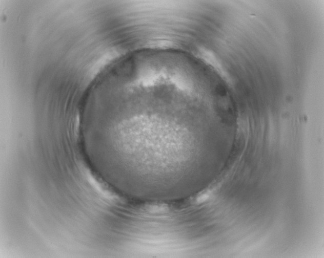 X0000088850110200706221710