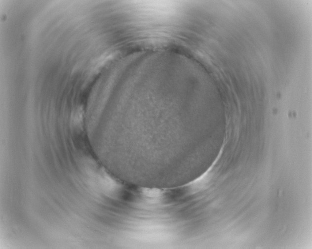 X0000088850144200706221709