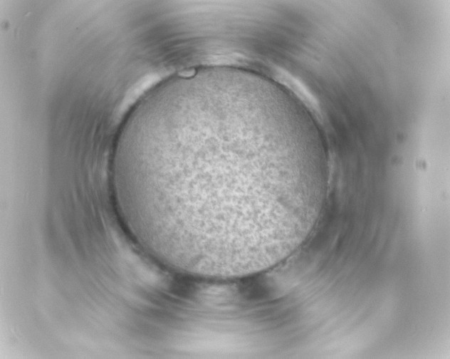 X0000088850155200706221709