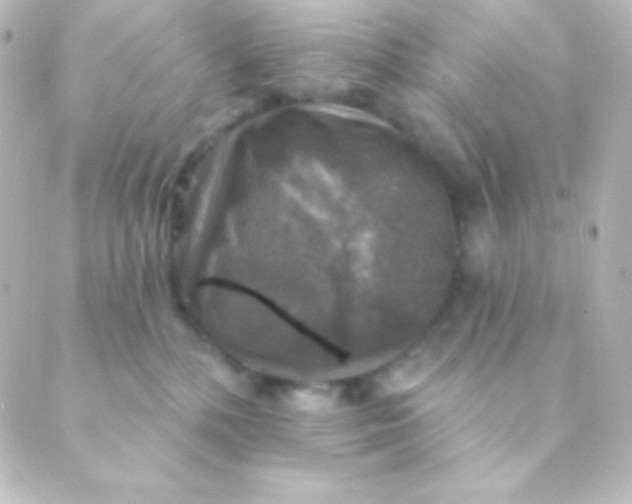 X0000088850232200706221708