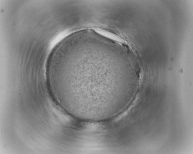 X0000088850246200706221707