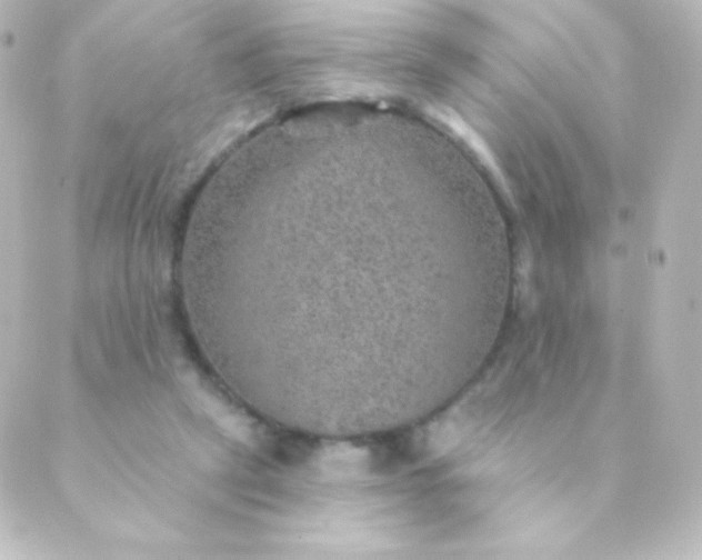 X0000088850257200706221707