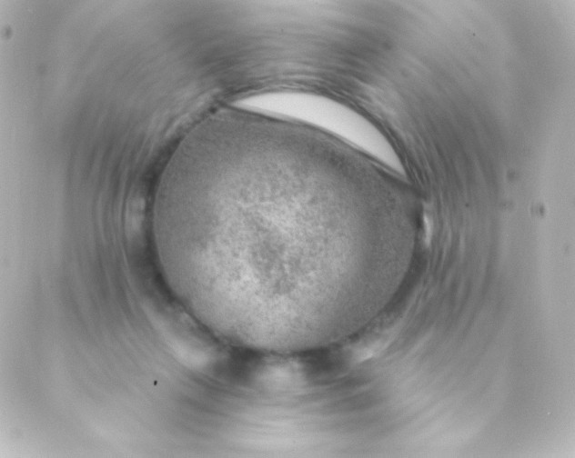 X0000088850263200706221707