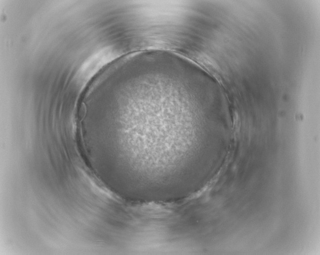 X0000088850290200706221707