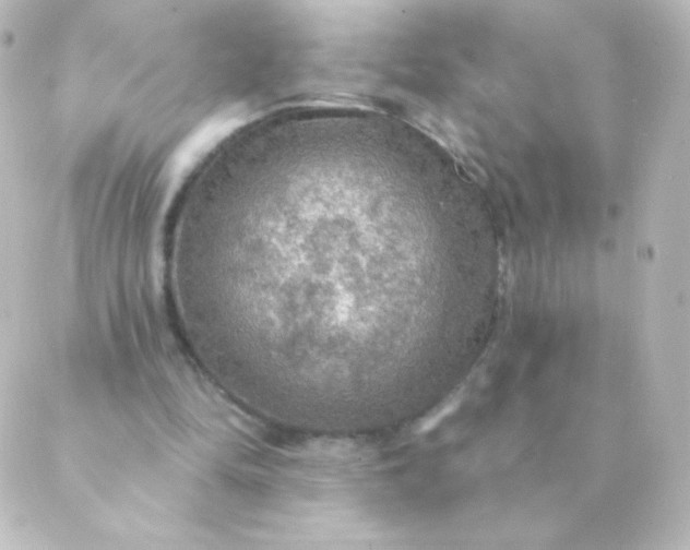 X0000088850294200706221707