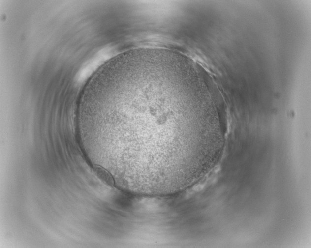 X0000088850341200706221705