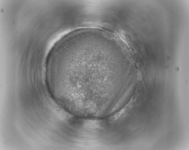 X0000088850342200706221705