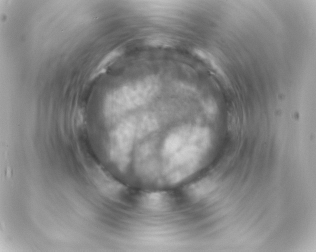 X0000088850382200706221706