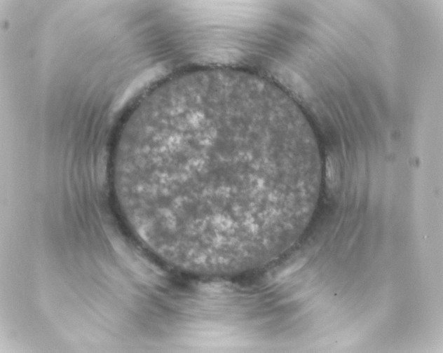 X0000088850396200706221705