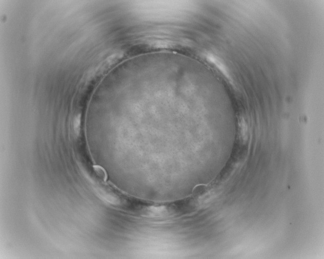 X0000088850406200706221705