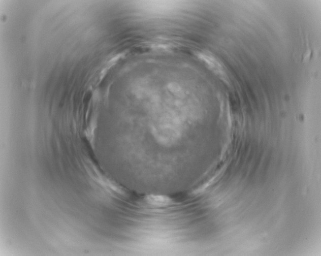 X0000088850429200706221705