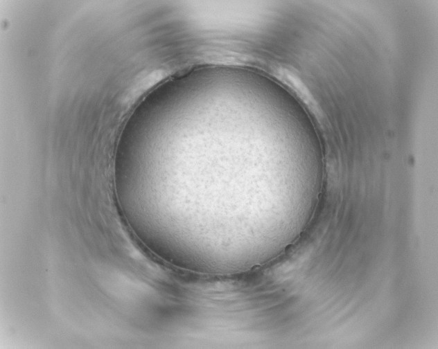 X0000088850433200706221704