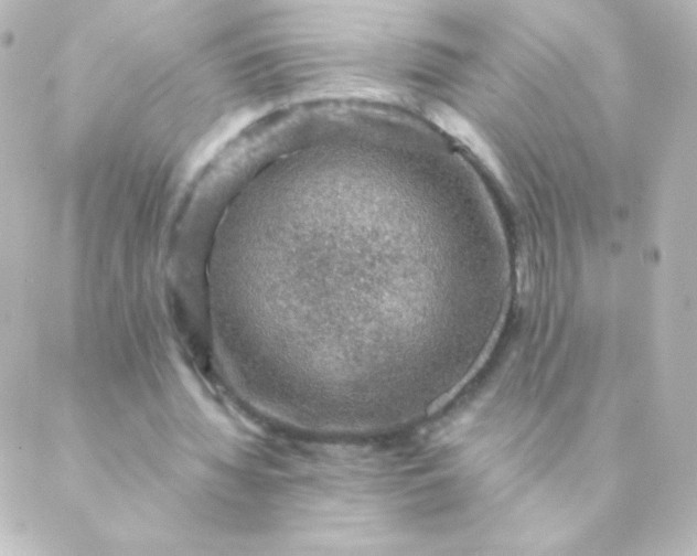 X0000088850436200706221704