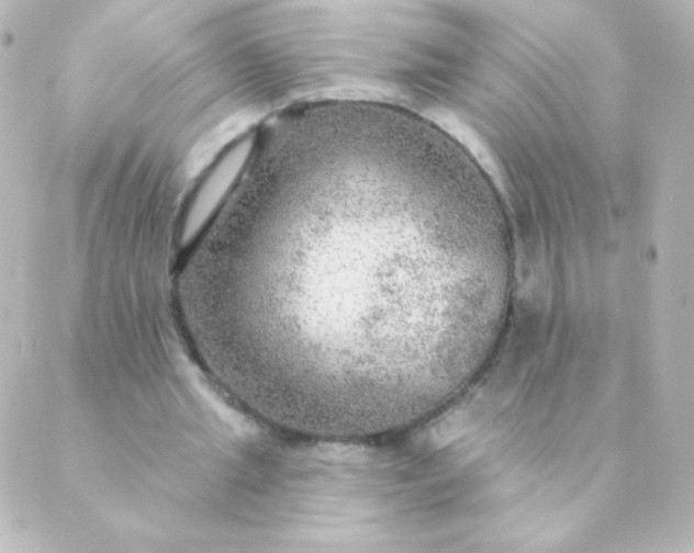 X0000088850437200706221704