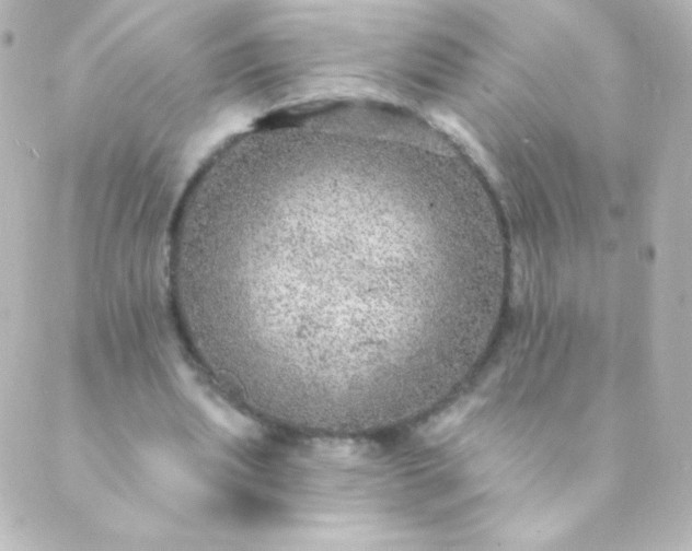 X0000088850439200706221704