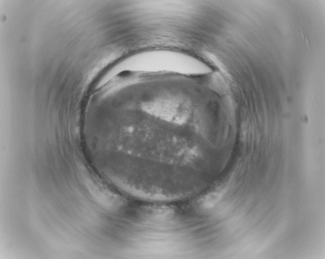 X0000088850443200706221704