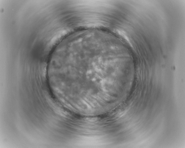 X0000088850495200706221704