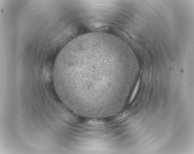 X0000088850515200706221703