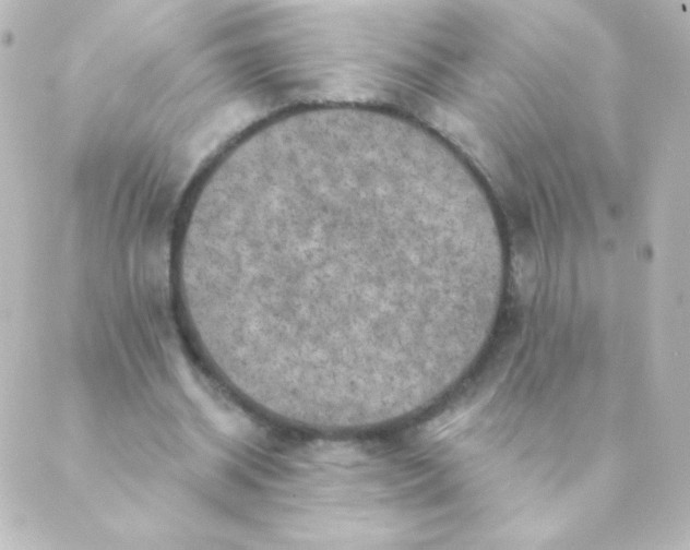 X0000088850534200706221702