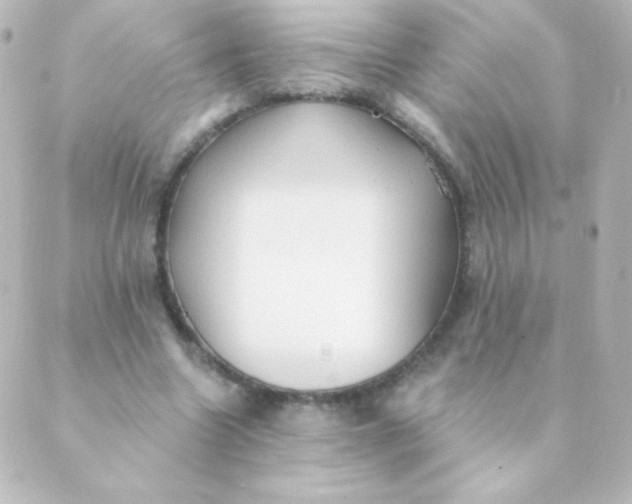 X0000088850538200706221702