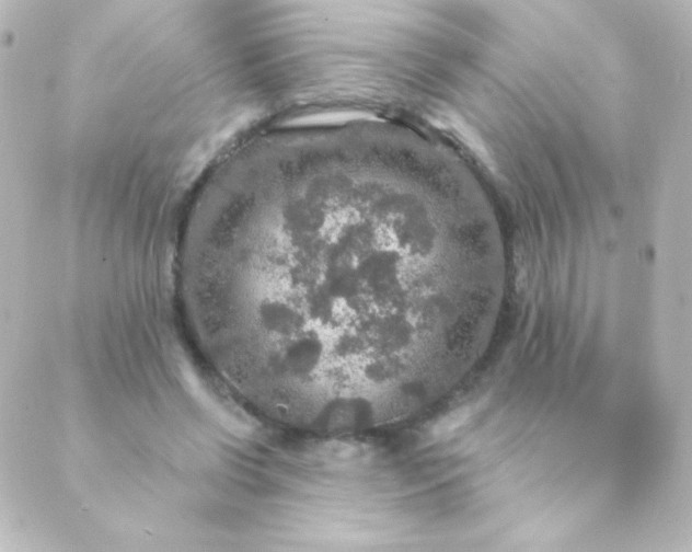 X0000088850542200706221703