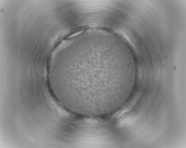 X0000088850545200706221703