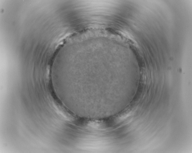 X0000088850550200706221703