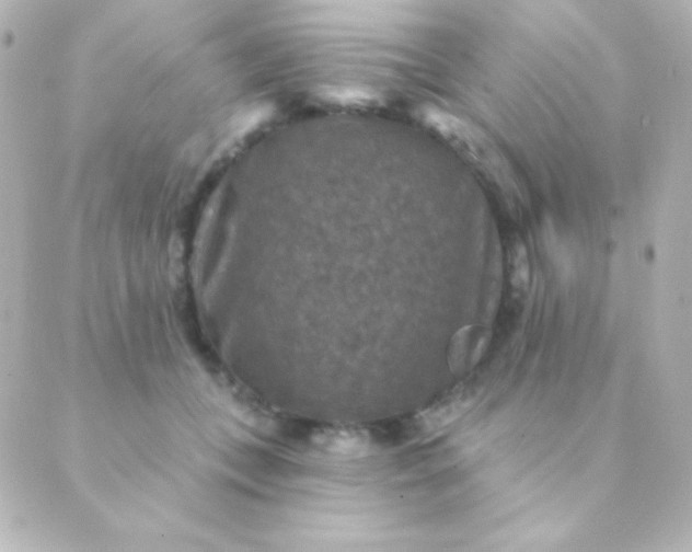 X0000088850559200706221703