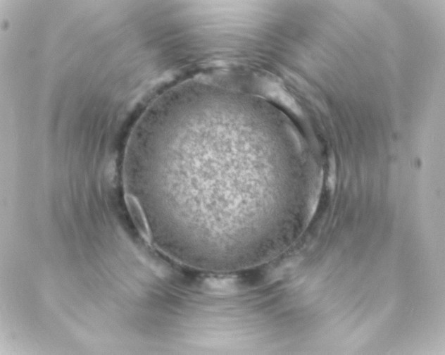 X0000088850560200706221703