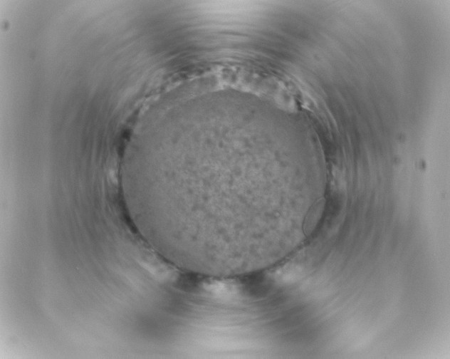 X0000088850561200706221703