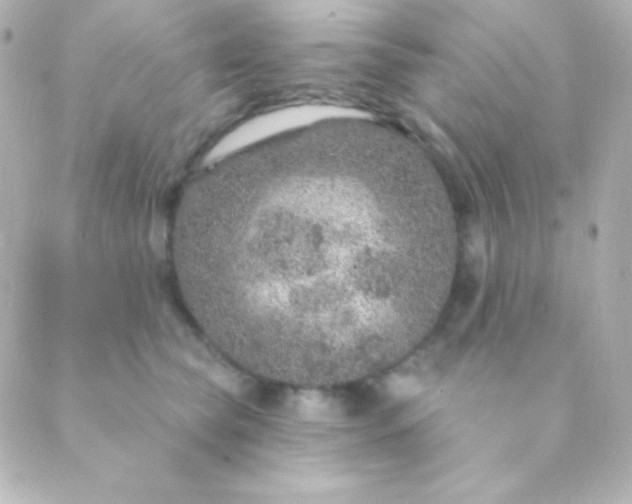 X0000088850565200706221703